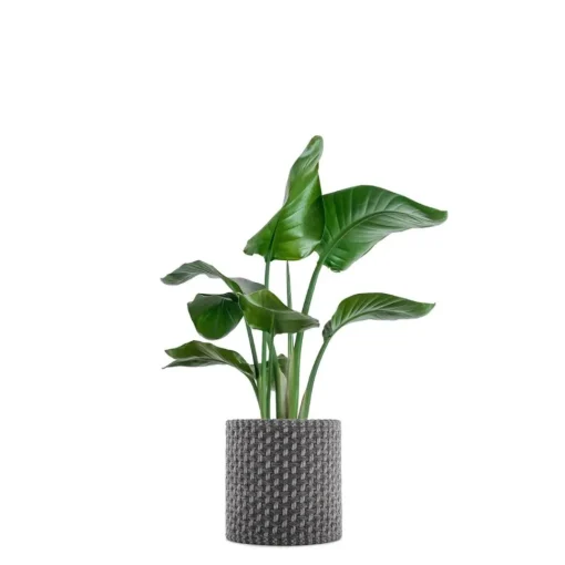 Kartell KLEO Planteovertrák 155x44 Grå