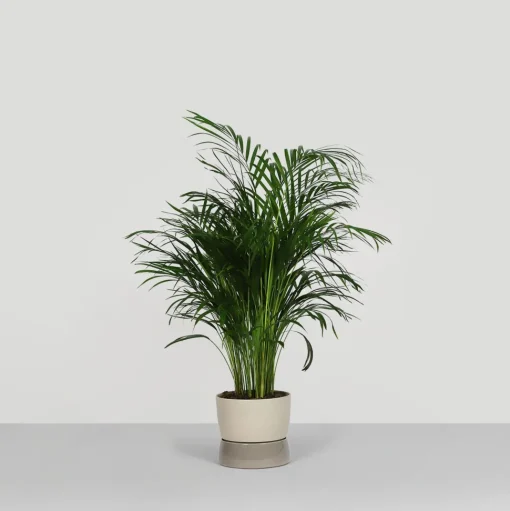Ro Collection Two Tone Planter Krukke Stor Dune Grey