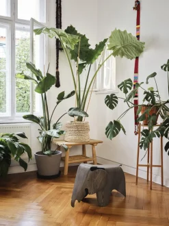 Vitra Eames Elephant Taburet Stor Grå Ask